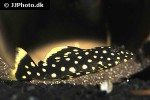 baryancistrus xanthellus l177 baryancistrus xanthellus l177
