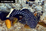 baryancistrus xanthellus l177 baryancistrus xanthellus l177