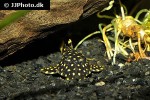 baryancistrus xanthellus l177 baryancistrus xanthellus l177