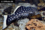 baryancistrus xanthellus l177 baryancistrus xanthellus l177