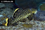 baryancistrus xanthellus l177 baryancistrus xanthellus l177