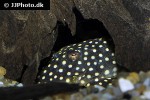 baryancistrus xanthellus l177 baryancistrus xanthellus l177