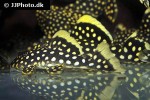baryancistrus xanthellus l177 baryancistrus xanthellus l177