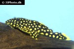 baryancistrus xanthellus lda060 baryancistrus xanthellus lda060