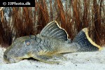 baryancistrus xanthellus lda116 baryancistrus xanthellus lda116