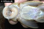 baryancistrus xanthellus lda116 baryancistrus xanthellus lda116