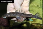dekeyseria amazonica dekeyseria amazonica