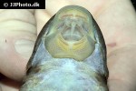 dekeyseria amazonica dekeyseria amazonica