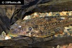 dekeyseria amazonica dekeyseria amazonica