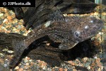 dekeyseria amazonica dekeyseria amazonica
