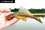 dekeyseria amazonica dekeyseria amazonica