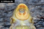 dekeyseria amazonica dekeyseria amazonica