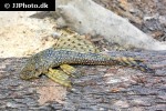 dekeyseria amazonica dekeyseria amazonica