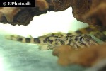 dekeyseria picta l052 dekeyseria picta l052