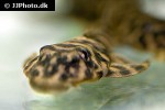 dekeyseria picta l052 dekeyseria picta l052
