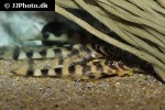 dekeyseria picta l052 dekeyseria picta l052