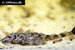 dekeyseria picta l168 dekeyseria picta l168