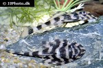 dekeyseria picta l168 dekeyseria picta l168