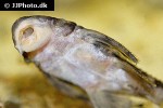 dekeyseria picta l168 dekeyseria picta l168