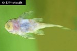 dekeyseria picta l168 dekeyseria picta l168