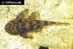 dekeyseria picta l168 dekeyseria picta l168