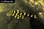 dekeyseria picta l168 dekeyseria picta l168