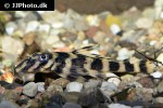 dekeyseria picta l168 dekeyseria picta l168
