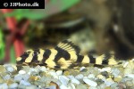 dekeyseria picta l168 dekeyseria picta l168