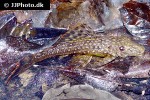 dekeyseria scaphirhyncha dekeyseria scaphirhyncha