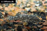 delturus species l238 delturus species l238
