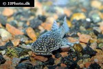 delturus species l238 delturus species l238