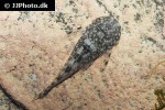 delturus species l238 delturus species l238
