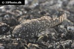 delturus species l238 delturus species l238