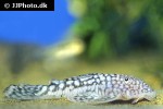 dolichancistrus fuesslii dolichancistrus fuesslii