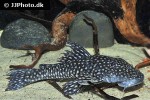 dolichancistrus fuesslii dolichancistrus fuesslii