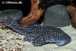 dolichancistrus fuesslii dolichancistrus fuesslii