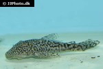 dolichancistrus fuesslii dolichancistrus fuesslii