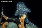 dolichancistrus fuesslii dolichancistrus fuesslii