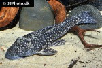dolichancistrus fuesslii dolichancistrus fuesslii