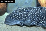 dolichancistrus fuesslii dolichancistrus fuesslii