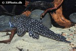 dolichancistrus fuesslii dolichancistrus fuesslii