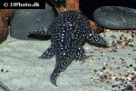 dolichancistrus fuesslii dolichancistrus fuesslii