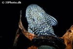 dolichancistrus fuesslii dolichancistrus fuesslii