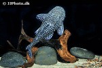 dolichancistrus fuesslii dolichancistrus fuesslii