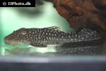 dolichancistrus setosus dolichancistrus setosus