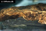 guyanancistrus species guyanancistrus species