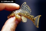 hemiancistrus guahiborum hemiancistrus guahiborum