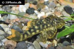 hemiancistrus guahiborum hemiancistrus guahiborum