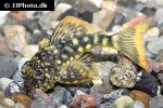 hemiancistrus guahiborum hemiancistrus guahiborum