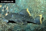 hemiancistrus guahiborum hemiancistrus guahiborum